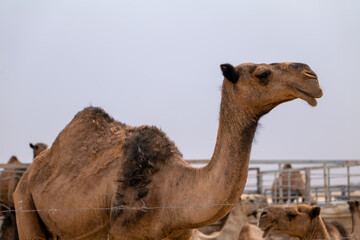 Camel Close-Up in Saudi Arabia Desert Farm