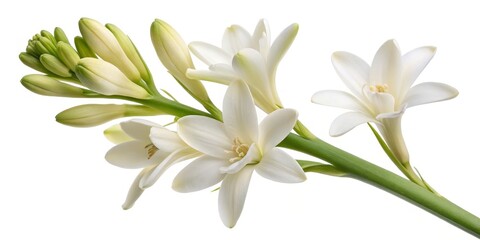Fototapeta premium White Tuberoses Buds and Blossoms on White, Floral ,Nature