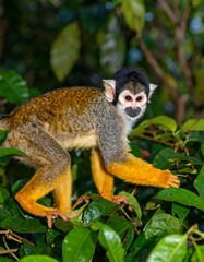 Obraz premium Close-up of a squirrel monkey in a lush jungle