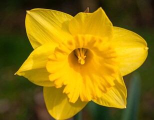 Close-up of a bright yellow daffodil