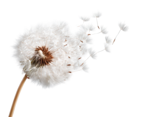 A dandelion seed head, delicately rendered, against a black background.  Its fluffy seeds are caught in a slight breeze, while the stem stretches diagonally