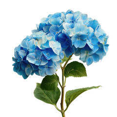 Vibrant, light-blue hydrangea blossoms against a black background.  T