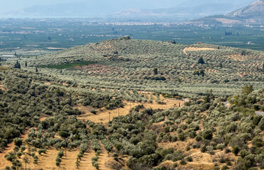 Expansive olive groves stretch across rolling hills and valleys near Mycenae, Greece, captured upon the clear summer day featuring hazy mountains within the distance and warm golden tones