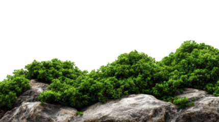Lush green moss on gray rocks