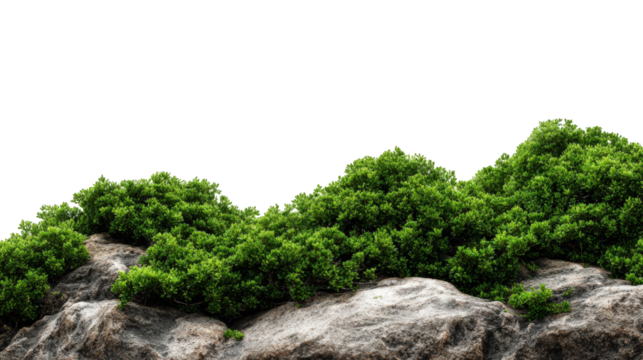 Lush green moss on gray rocks