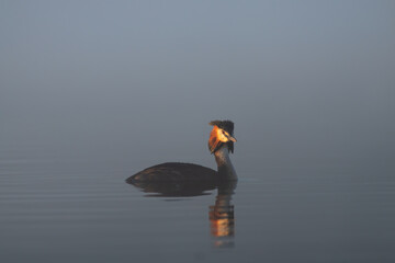 Great Crested Grebe on Misty Lake at Dawn, Tranquil Wildlife Scene
