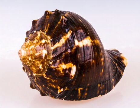 Close-up of a seashell