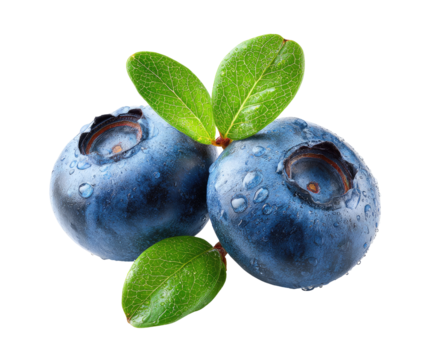Close-up of two blueberries with dew drops and leaves