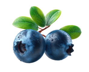 Close-up of two blueberries with leaves (1)