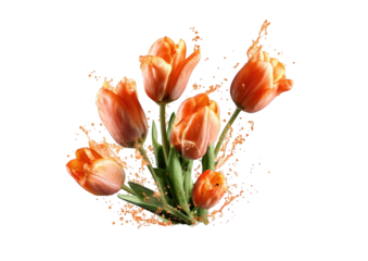 Orange tulips in a fiery burst