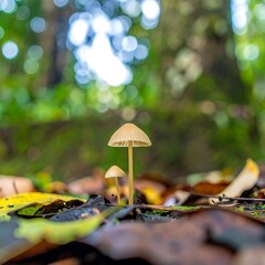 Tiny mushroom, light beige cap, nestled amongst fallen leaves in forest floor. Blurry green forest background