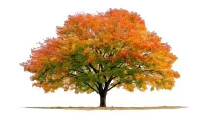 Autumn tree in vibrant fall colors