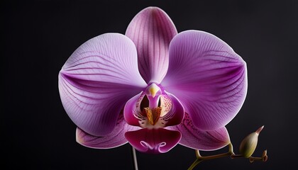 Fototapeta premium elegant orchid on a black background n stunning floral photography in high resolution