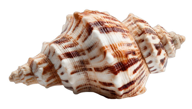 Close-up of a seashell (4)