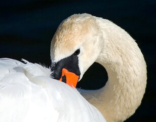 Close-up of a swan preening