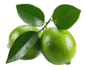 Two limes with vibrant green leaves attached to a stem