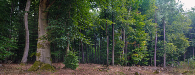Fototapeta premium Am Morgen im Buchen Mischwald im Marburger Forst, im September