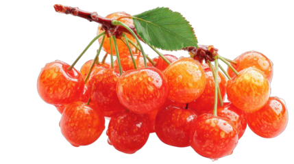 Close-up of a bunch of ripe, orange-red cherries