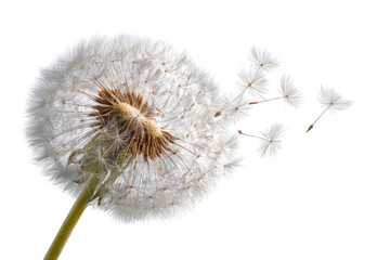 Dandelion seed head dispersing seeds (2)