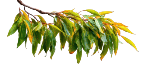 Branch with vibrant green and yellow leaves