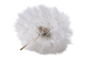 Close-up of a white flower's underside