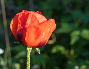 Close-up of vibrant orange-red poppy