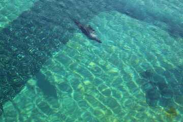 dolphin in the water