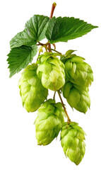 Close-up of fresh hop cones