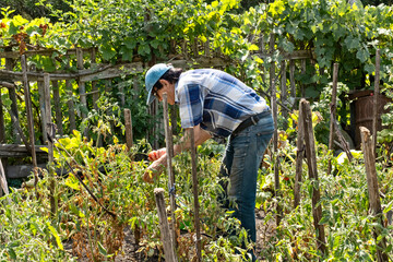An elderly man picks tomatoes in his garden plot