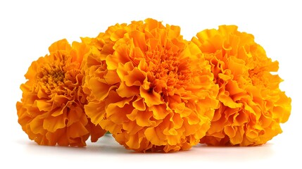 Marigold flowers cempasuchil for Day of the Dead on white background