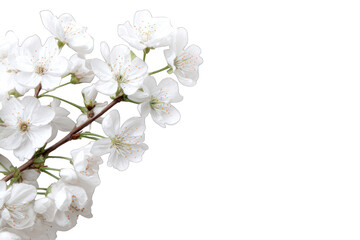 Fototapeta premium Spring blossoms on a branch