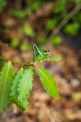Green grasshopper on a branch close-up