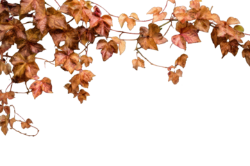 Autumnal vine leaves border
