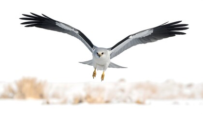 Bird of prey, black and white, soars in a white field, front view, wings spread