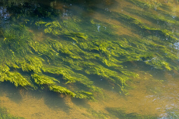aquatic grass flowing in river