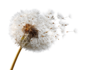 A dandelion seed head, isolated against a black background, with seeds dispersing