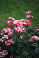 red flowers in the garden