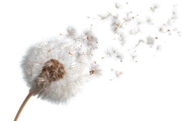 Dandelion seed head dispersing (4)