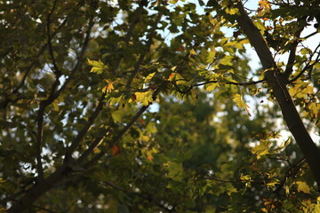 yellow apples on tree