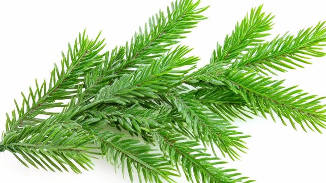 A single branch from a pine tree on a white surface