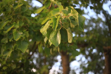 green leaves on tree