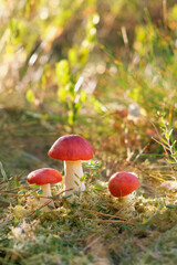 mushrooms growing in forest, sunny nature background. harvest season, picking fungi. edible russula...