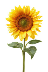 Vibrant sunflower against black background