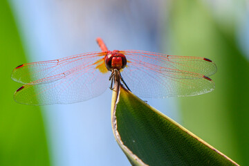 Dragonfly Resting on Green Leaf in Cyprus