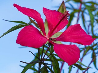 Scarlett rosemallow (Hibiscus coccineus) Flower with spatulate, satiny red petals around a column...