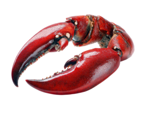 Close-up of a vibrant red crab claw, sharply in focus against a black background. 