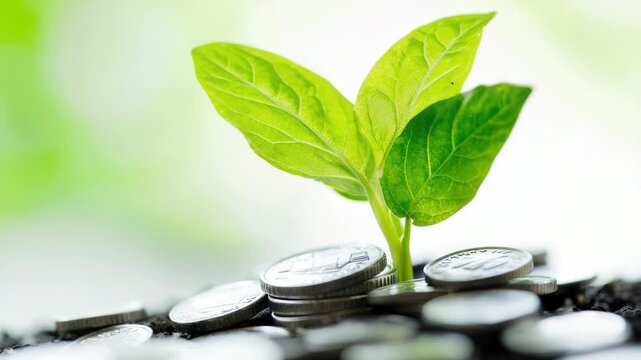 A plant sprouts from a pile of coins, representing growth and financial stability