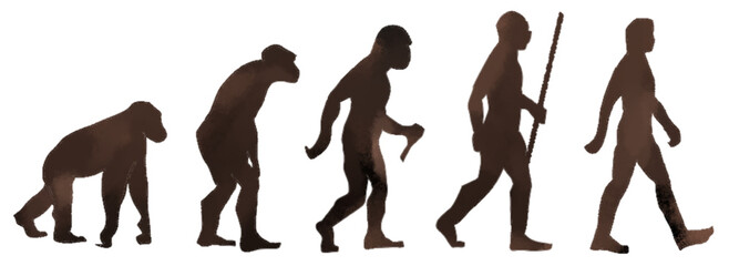 Progression of human evolution from ape-like ancestor to modern human, illustrating the theory of evolution and development
