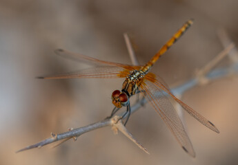 Dragonfly Resting on a Branch in Cyprus Nature