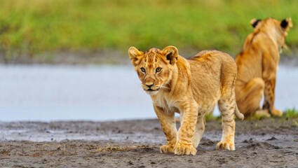 Obraz premium Two playful lion cubs roam the wild, one pausing with attentive eyes by a muddy pond, set against a vibrant, grassy safari landscape in their natural African habitat.